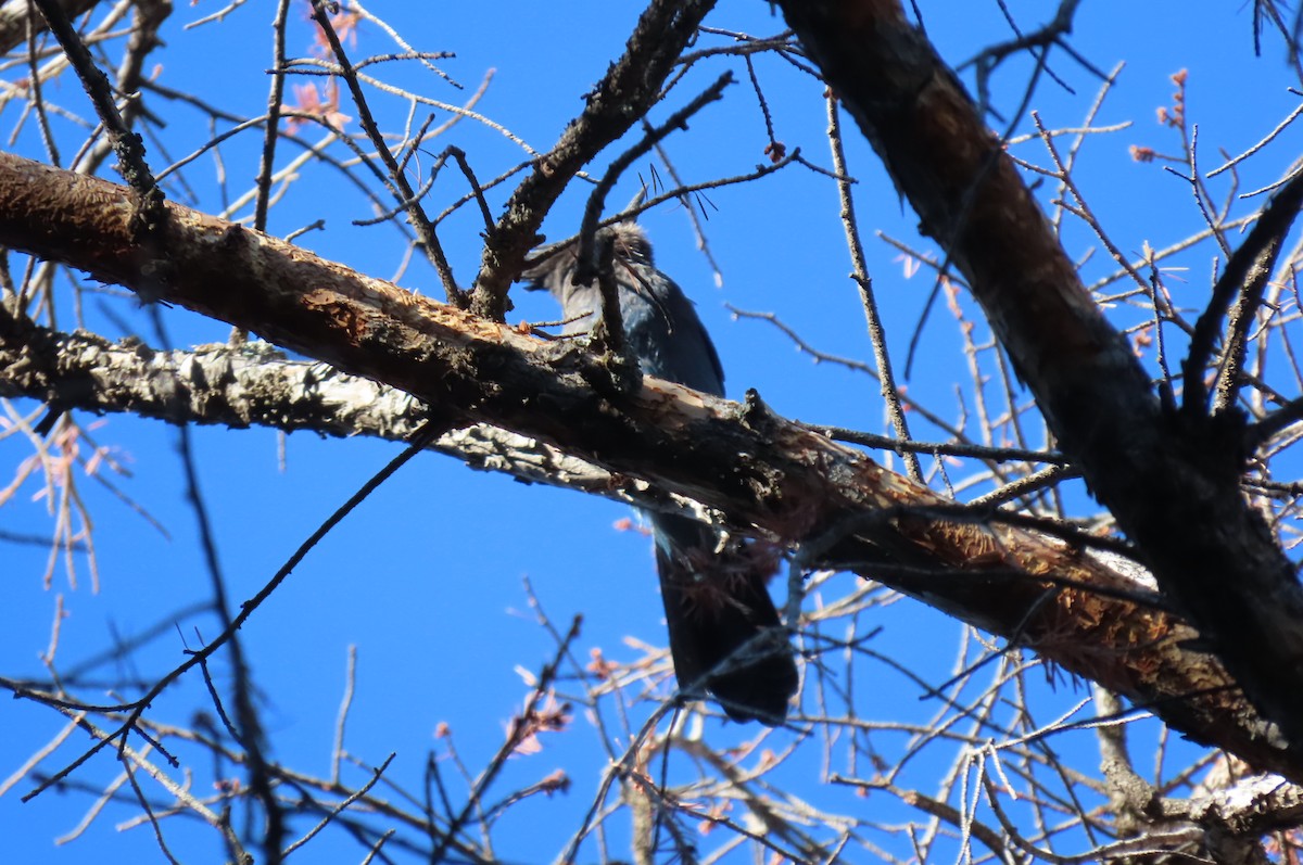 Steller's Jay - ML638318509