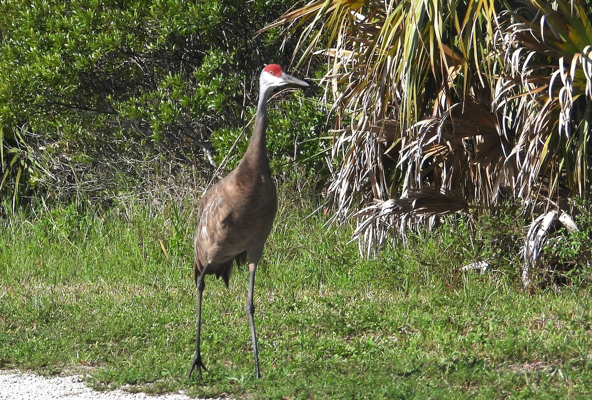 Kurrilo kanadarra (pratensis) - ML638318510