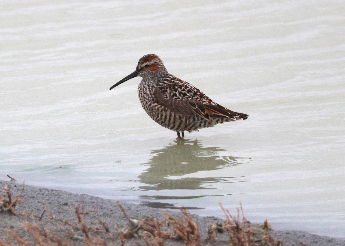 styltesnipe - ML638318522