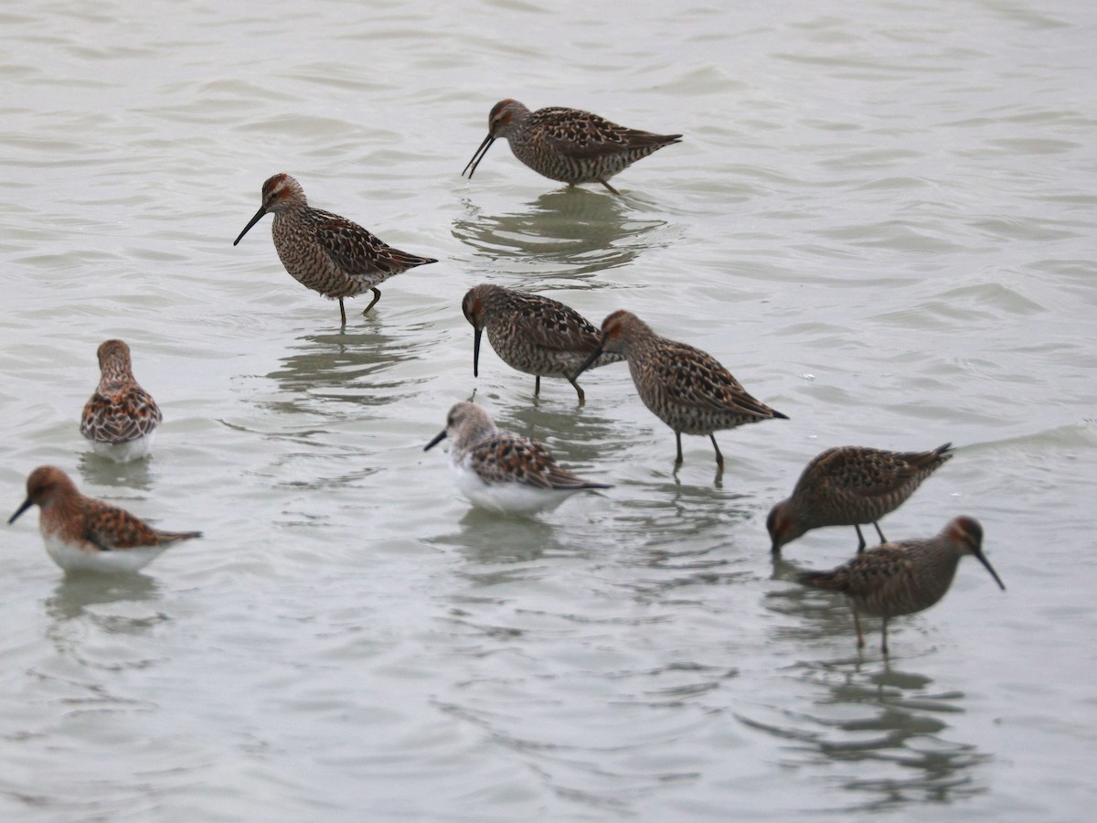 styltesnipe - ML638318523