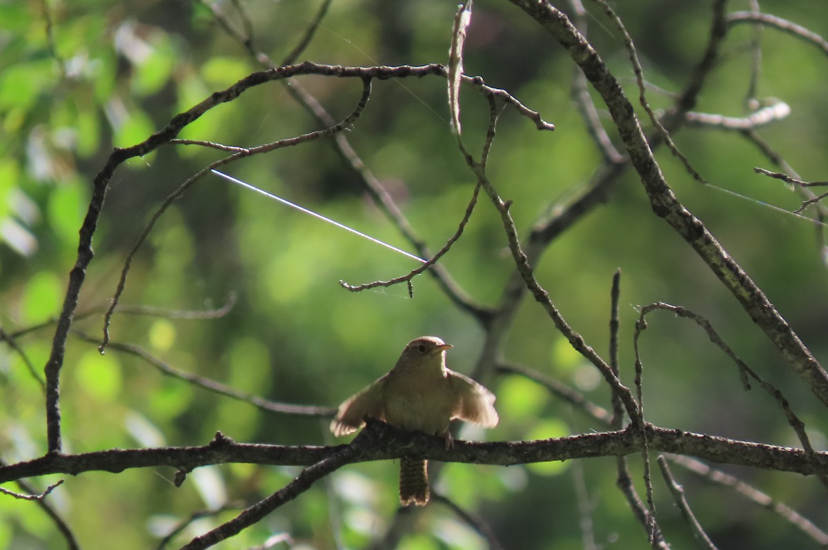 Northern House Wren - ML638318524