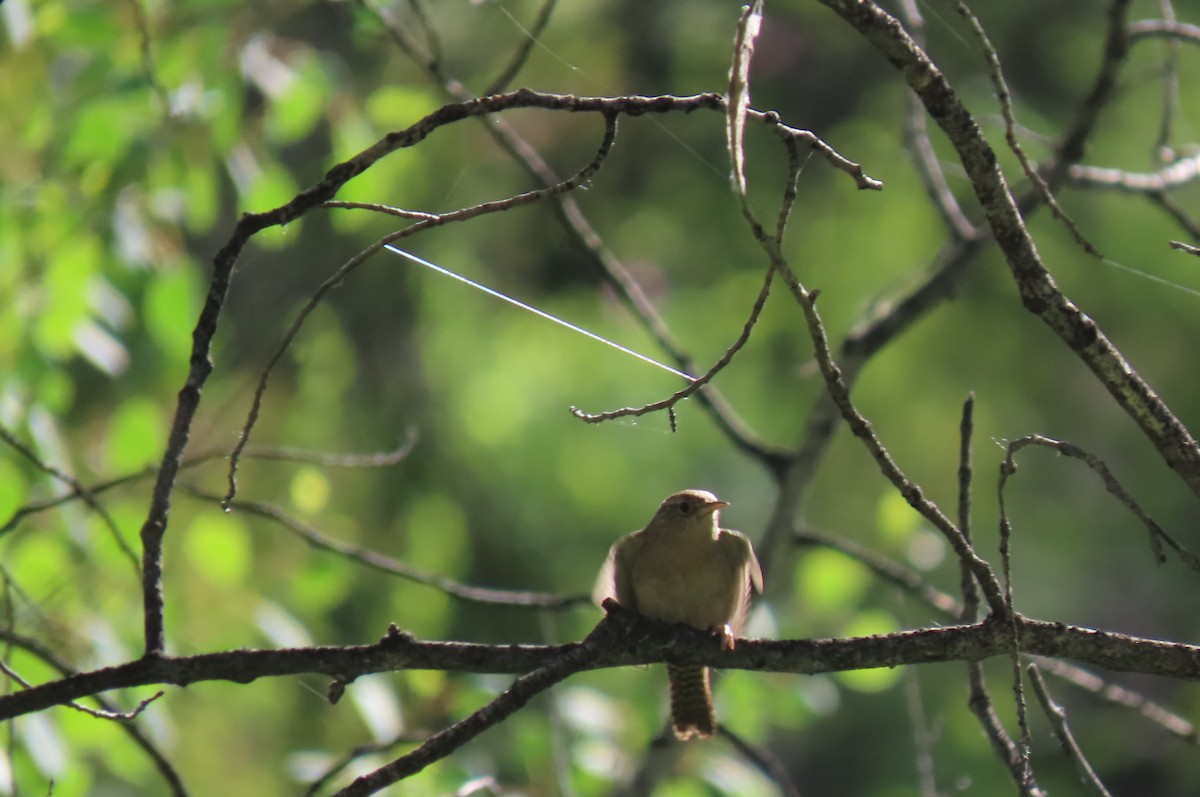 Northern House Wren - ML638318525