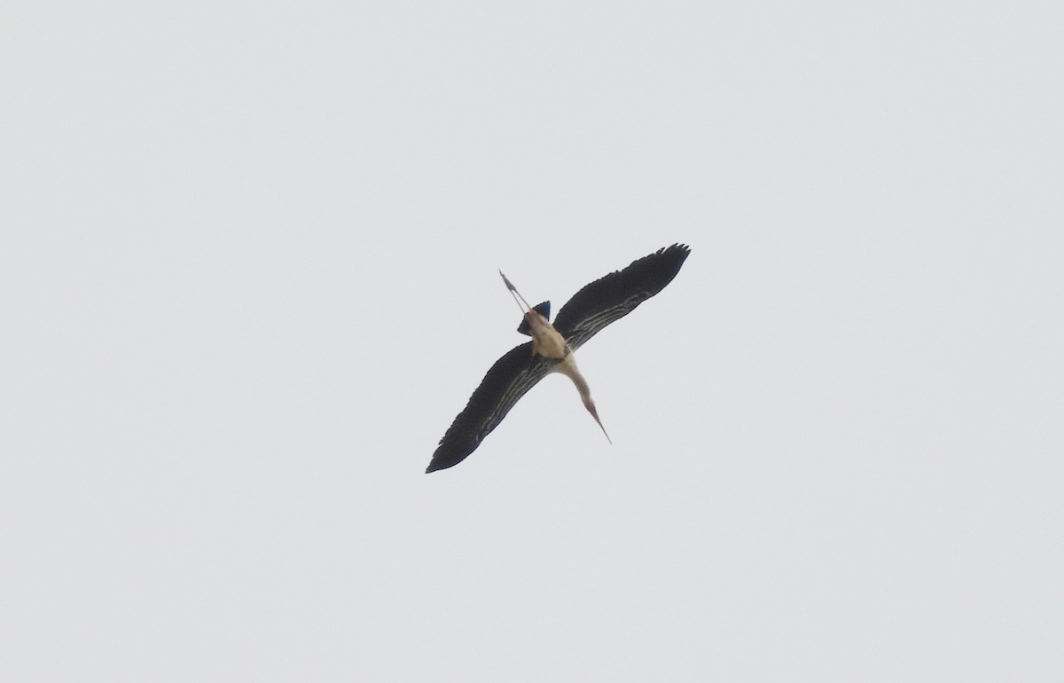 Buntstorch - ML638318529