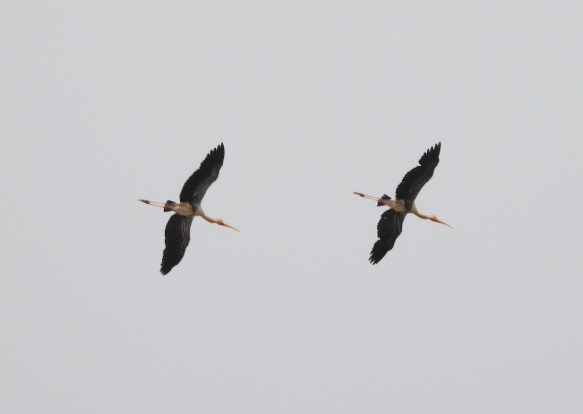 Buntstorch - ML638318531