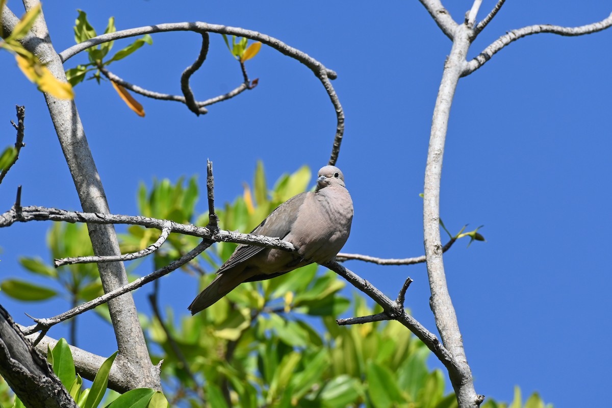 Eared Dove - ML638318547