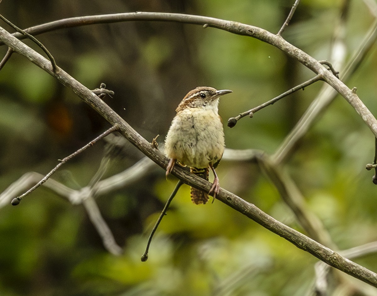 Carolina Wren - ML638318550