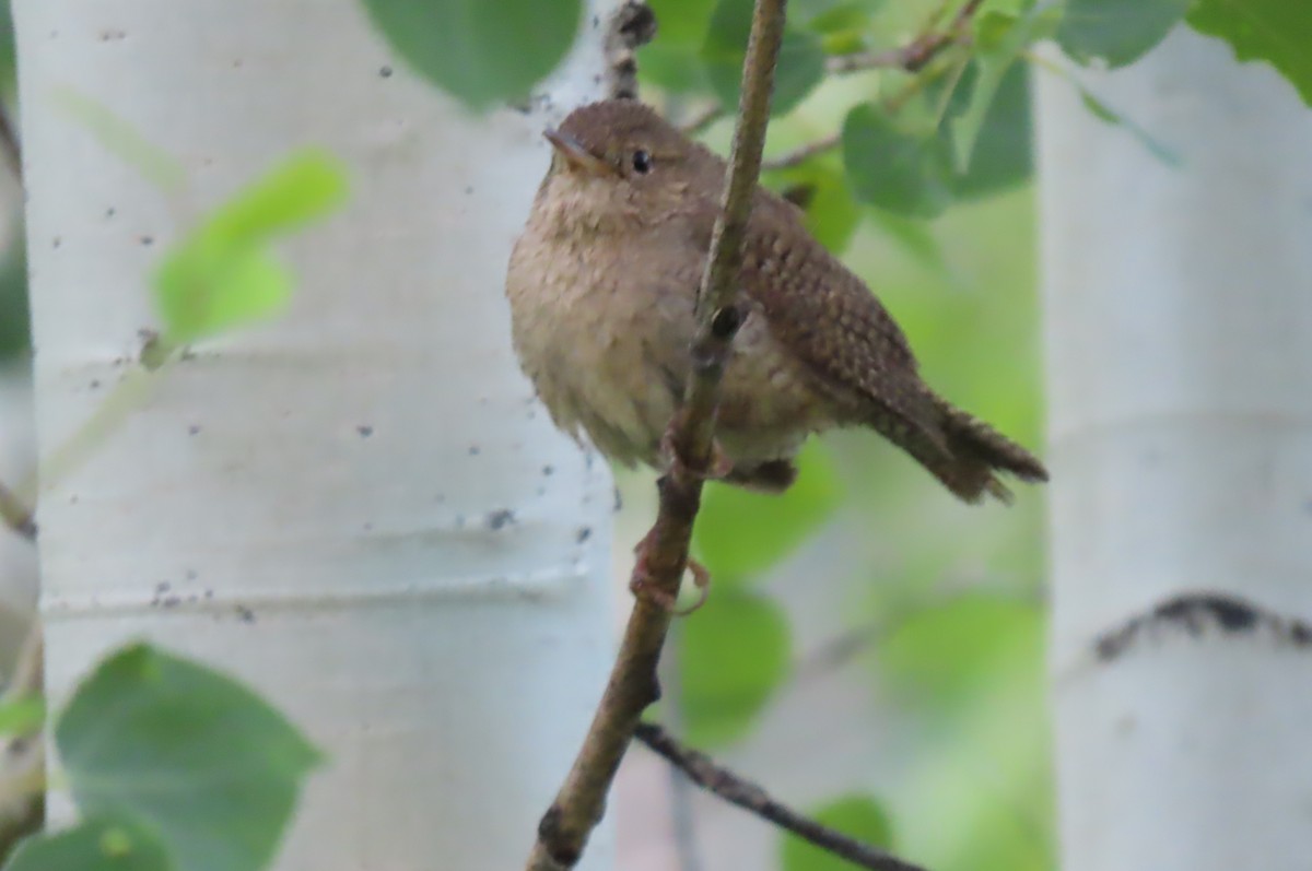 Northern House Wren - ML638318552