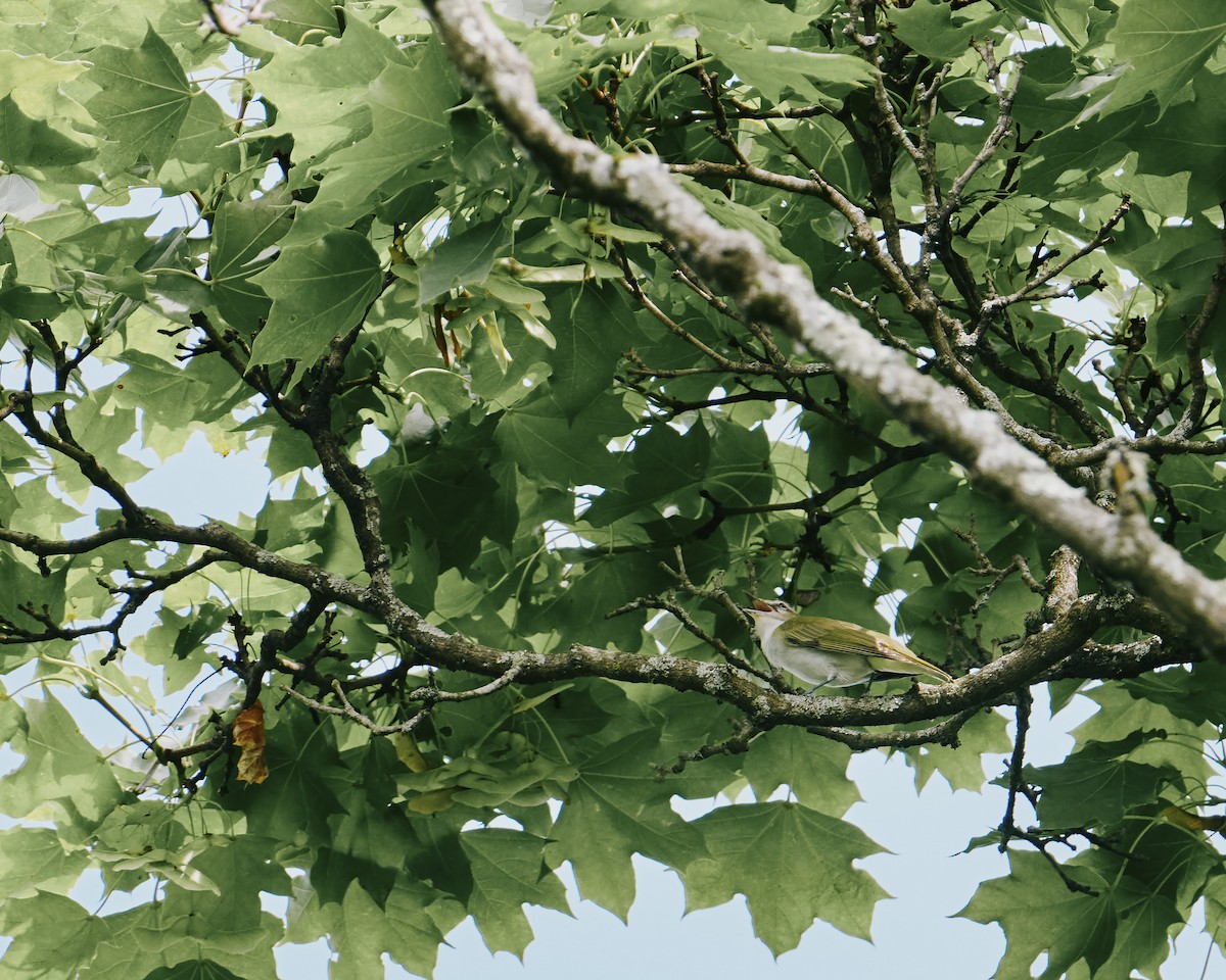 Rotaugenvireo - ML638318563