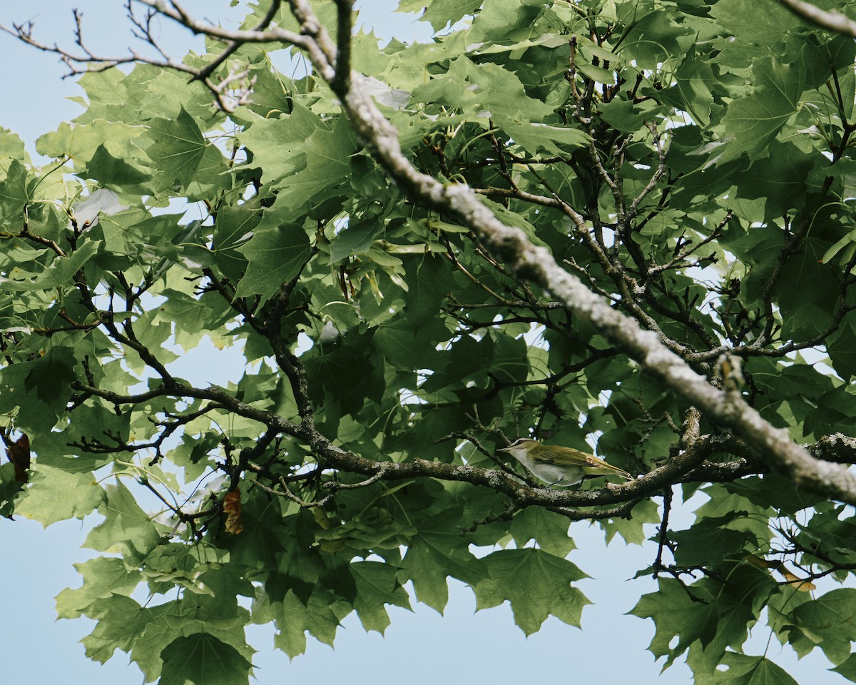 Rotaugenvireo - ML638318564
