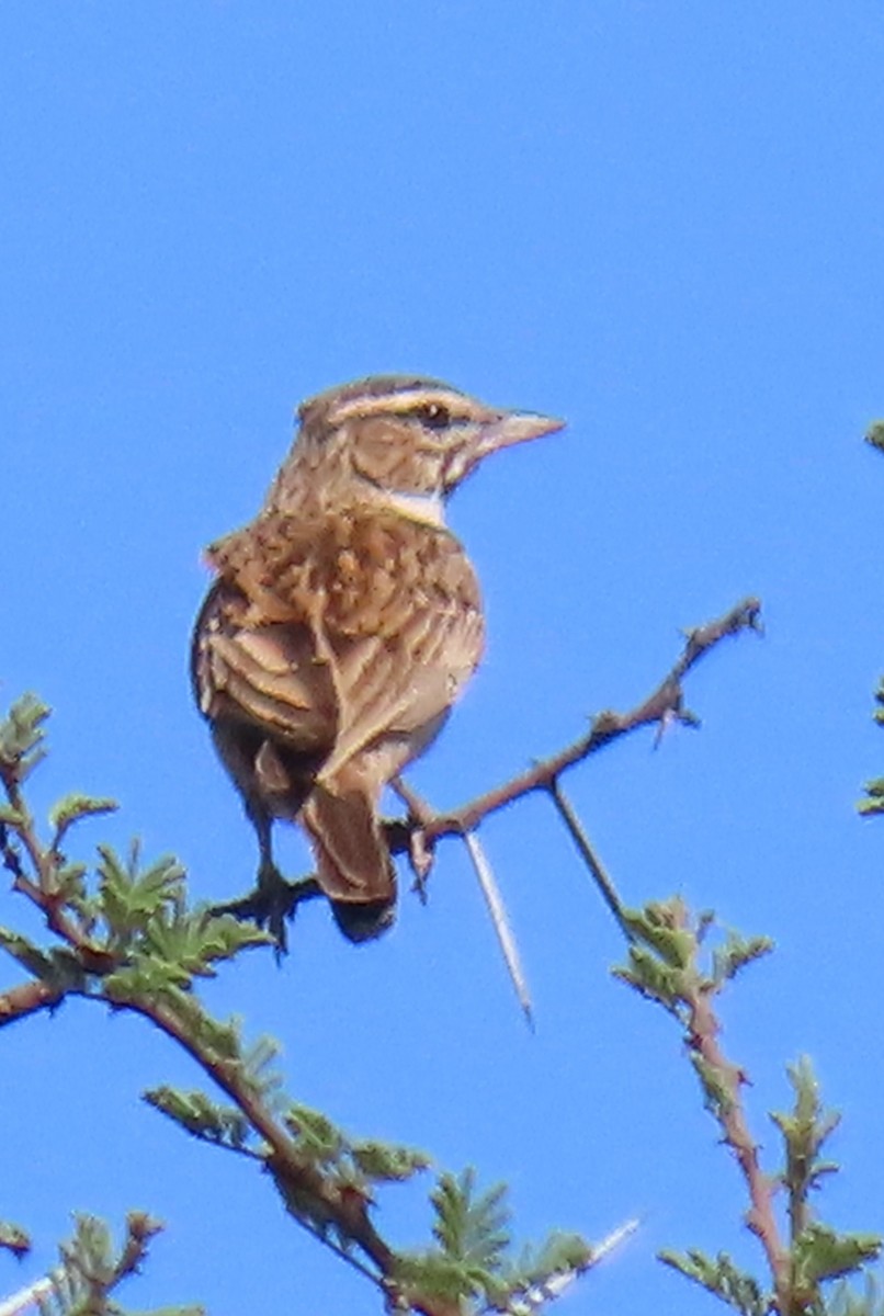 Sabota Lark - ML638318569