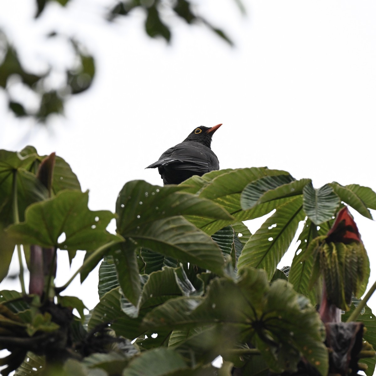 Riesendrossel - ML638318576