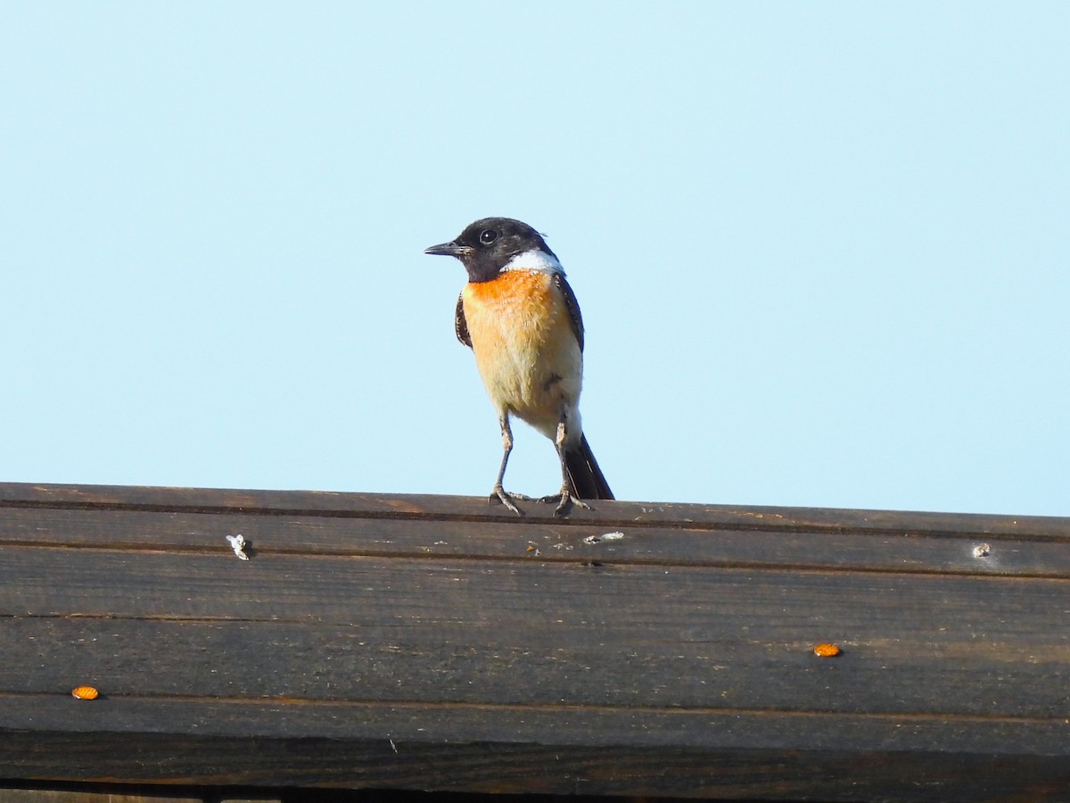 Siberian Stonechat - ML638318581