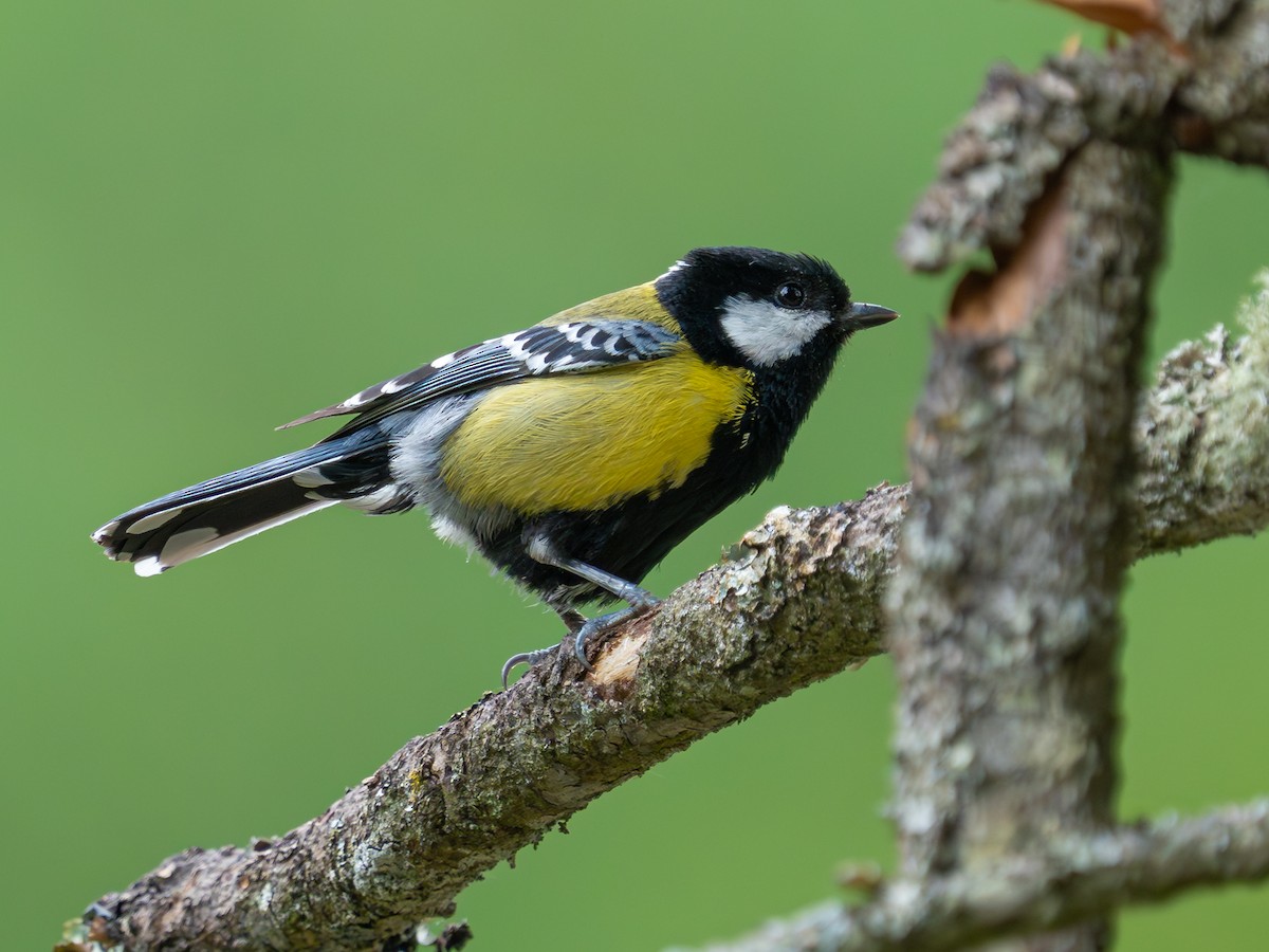 Green-backed Tit - ML638318585