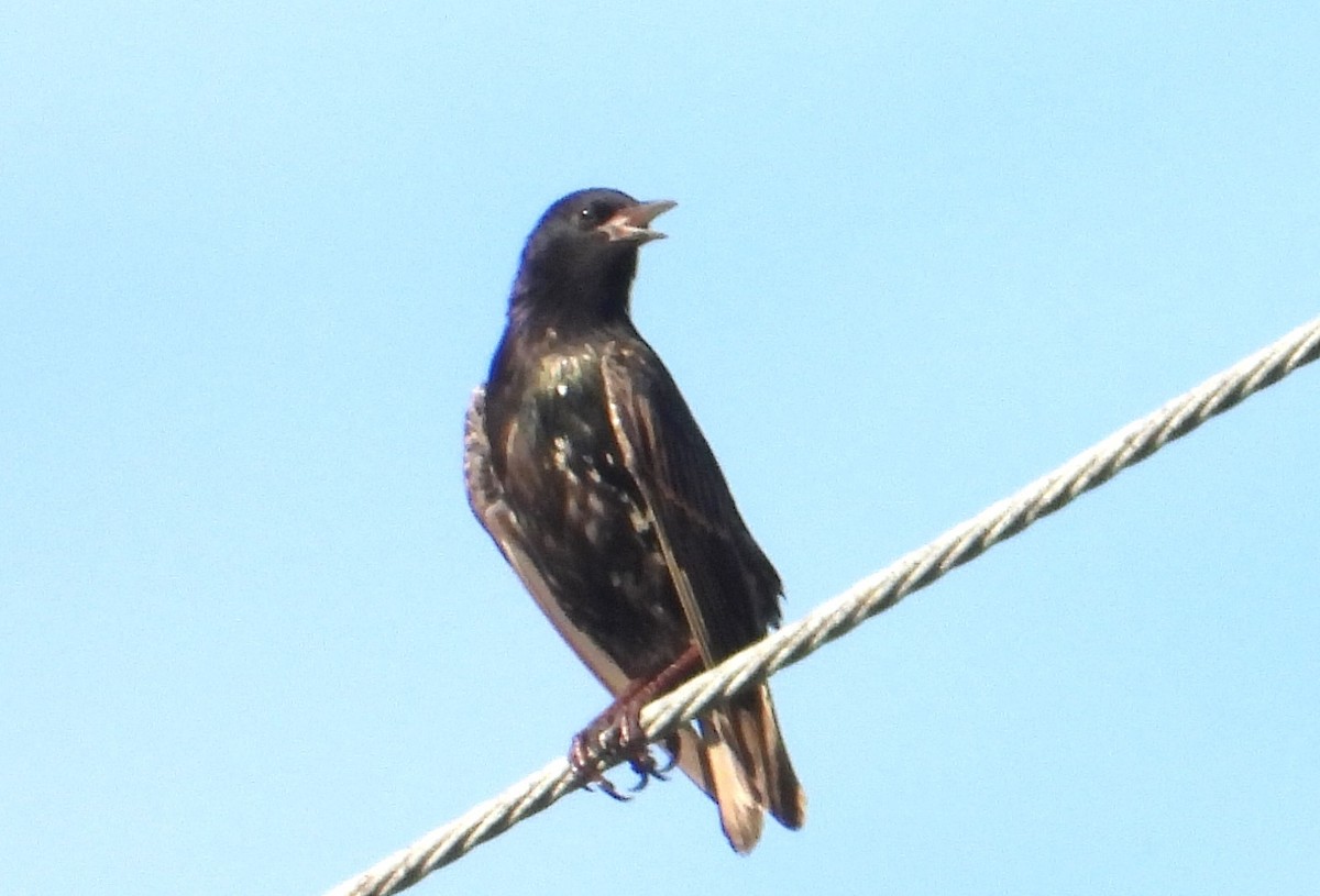 European Starling - ML638318586