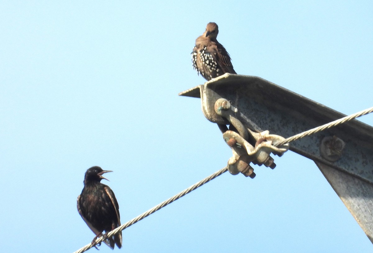European Starling - ML638318587