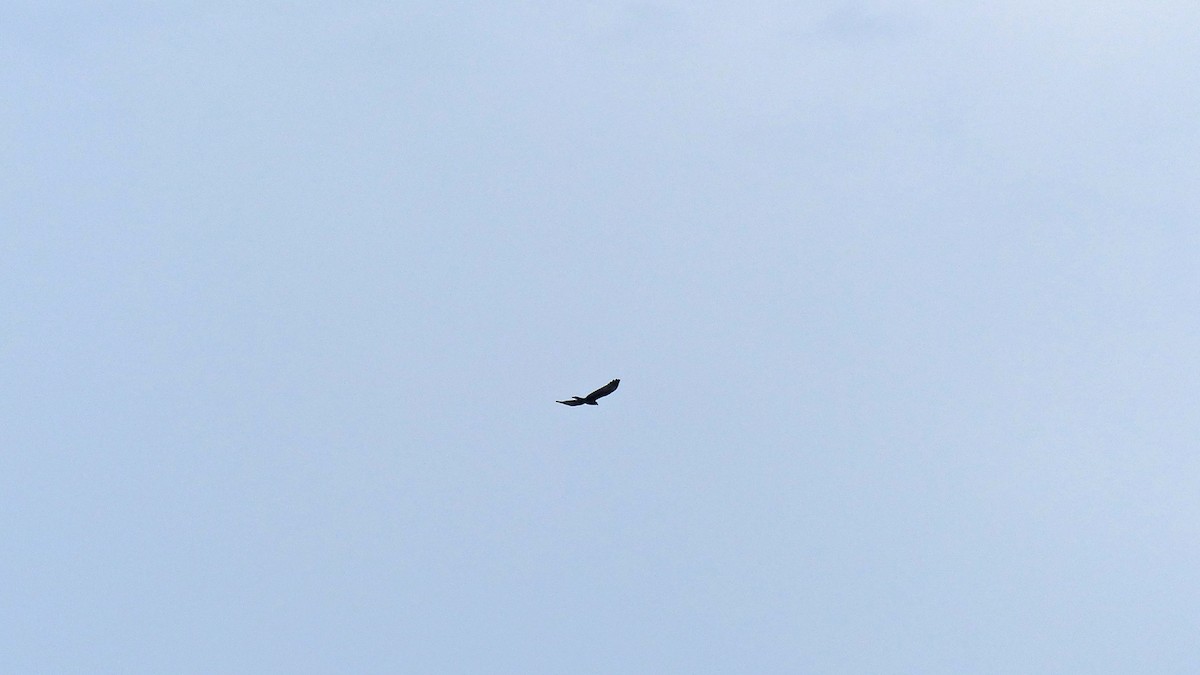 Балч гоорбис - ML638318590