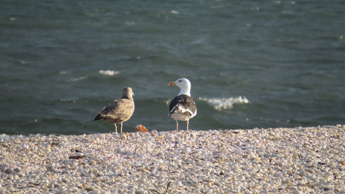 Great Black-backed Gull - ML638318597