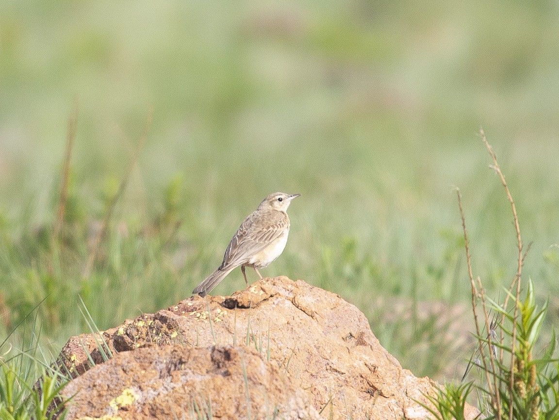 Nicholson's Pipit - ML638318599
