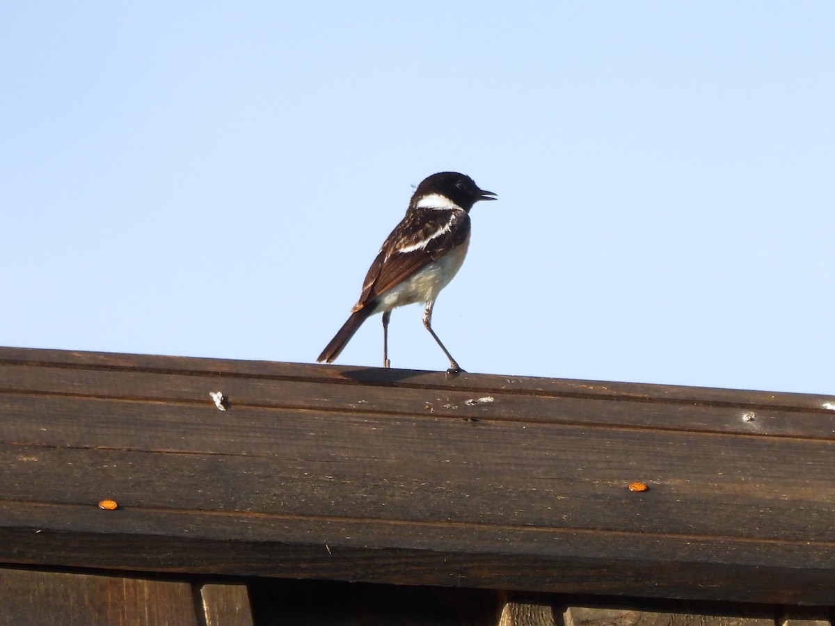 Siberian Stonechat - ML638318601