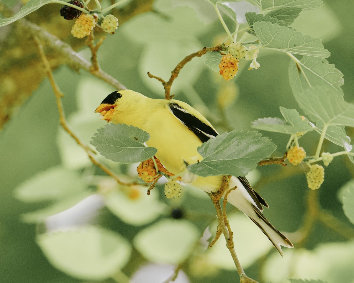 American Goldfinch - ML638318611