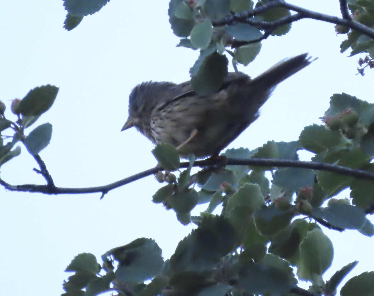Lincoln's Sparrow - ML638318613