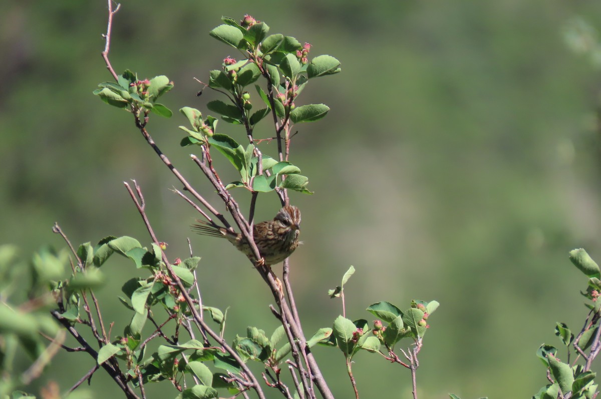 Lincoln's Sparrow - ML638318615