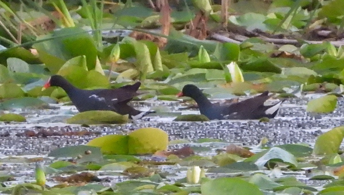 Common Gallinule - ML638318618