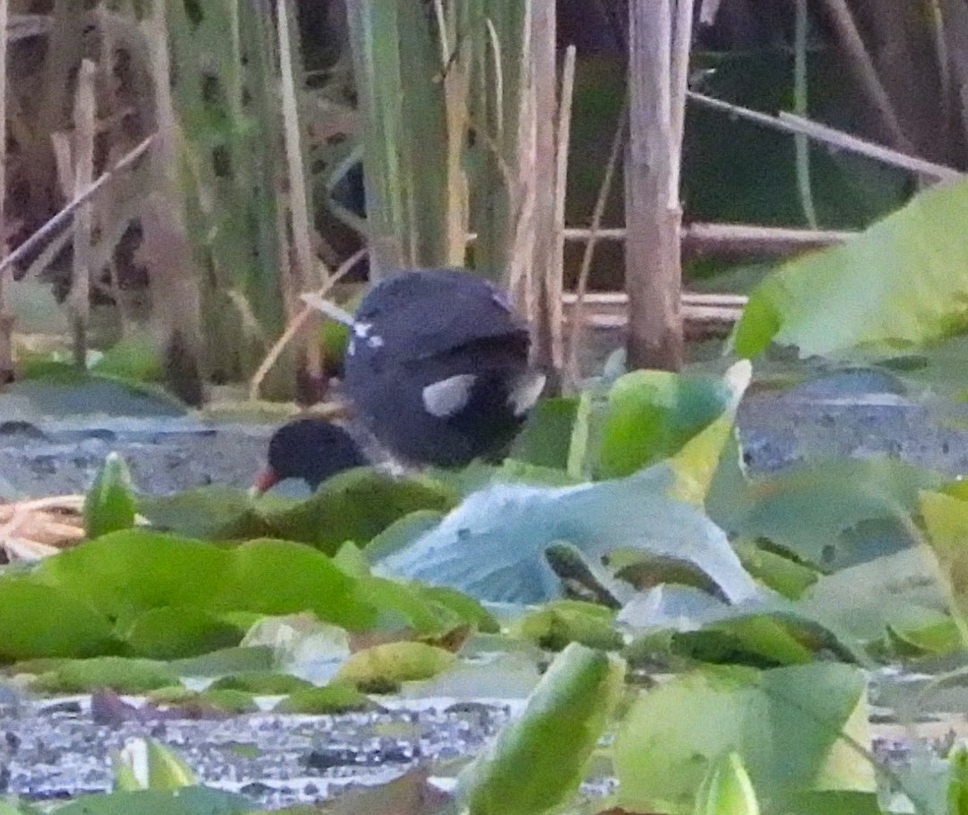 Common Gallinule - ML638318619