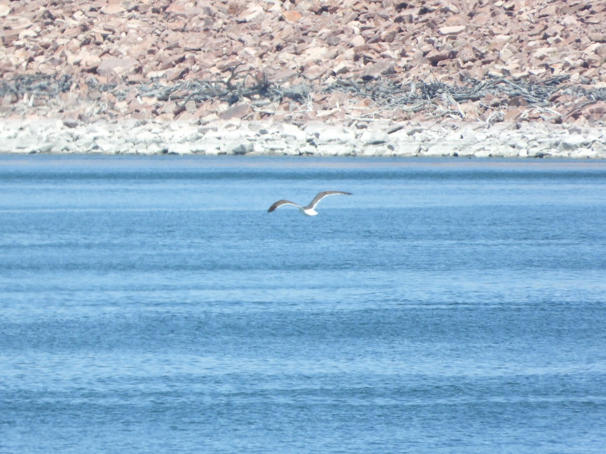 Larus sp. - ML638318625