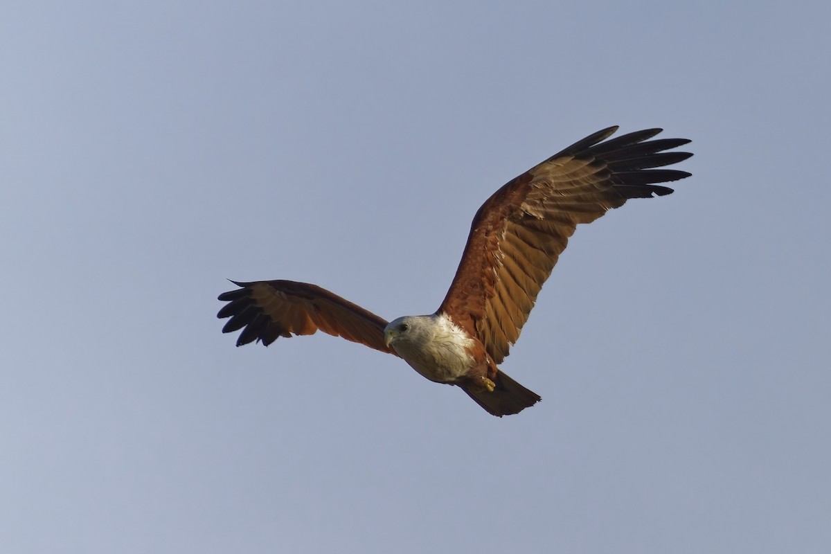 Brahminy Kite - ML638318626