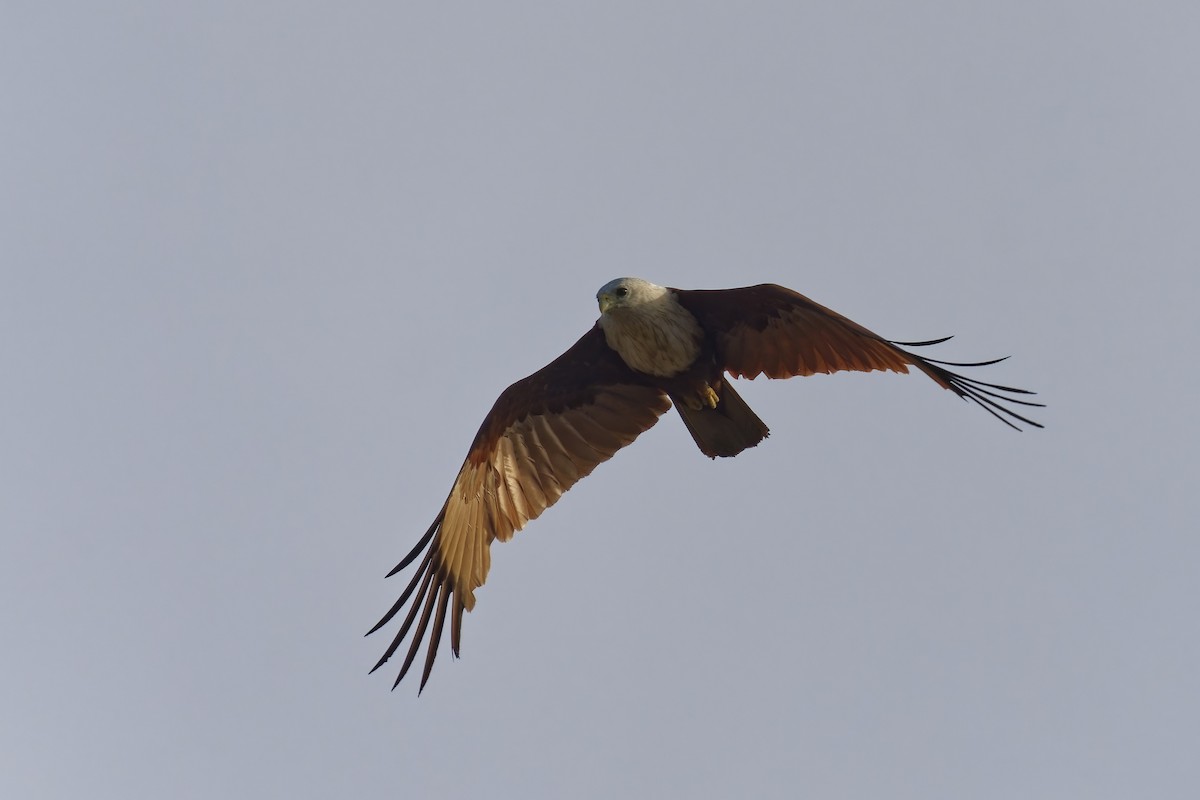 Brahminy Kite - ML638318627