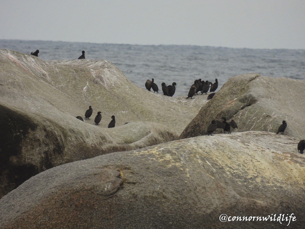 Cape Cormorant - ML638318630