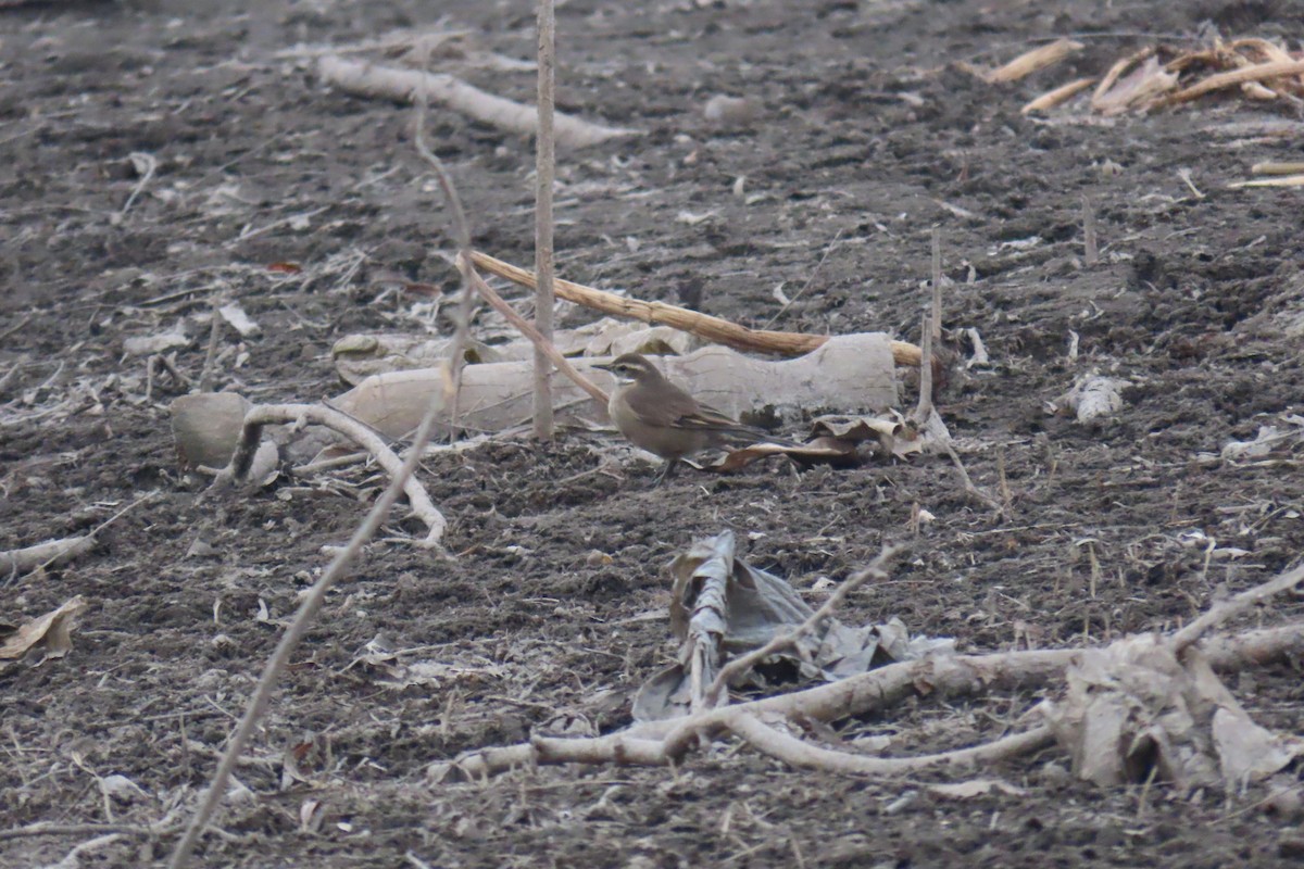 Buff-winged Cinclodes - ML638318647