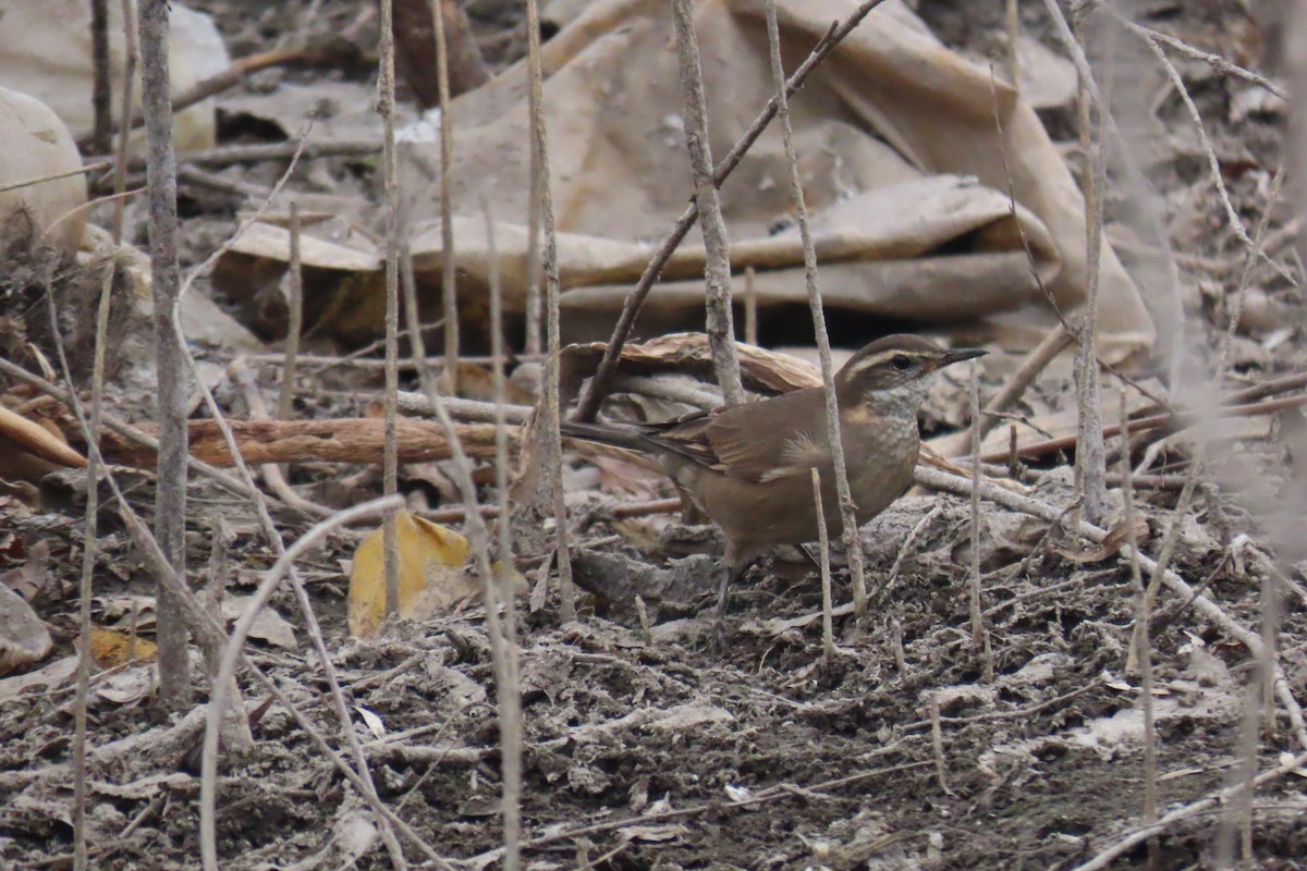 Buff-winged Cinclodes - ML638318648