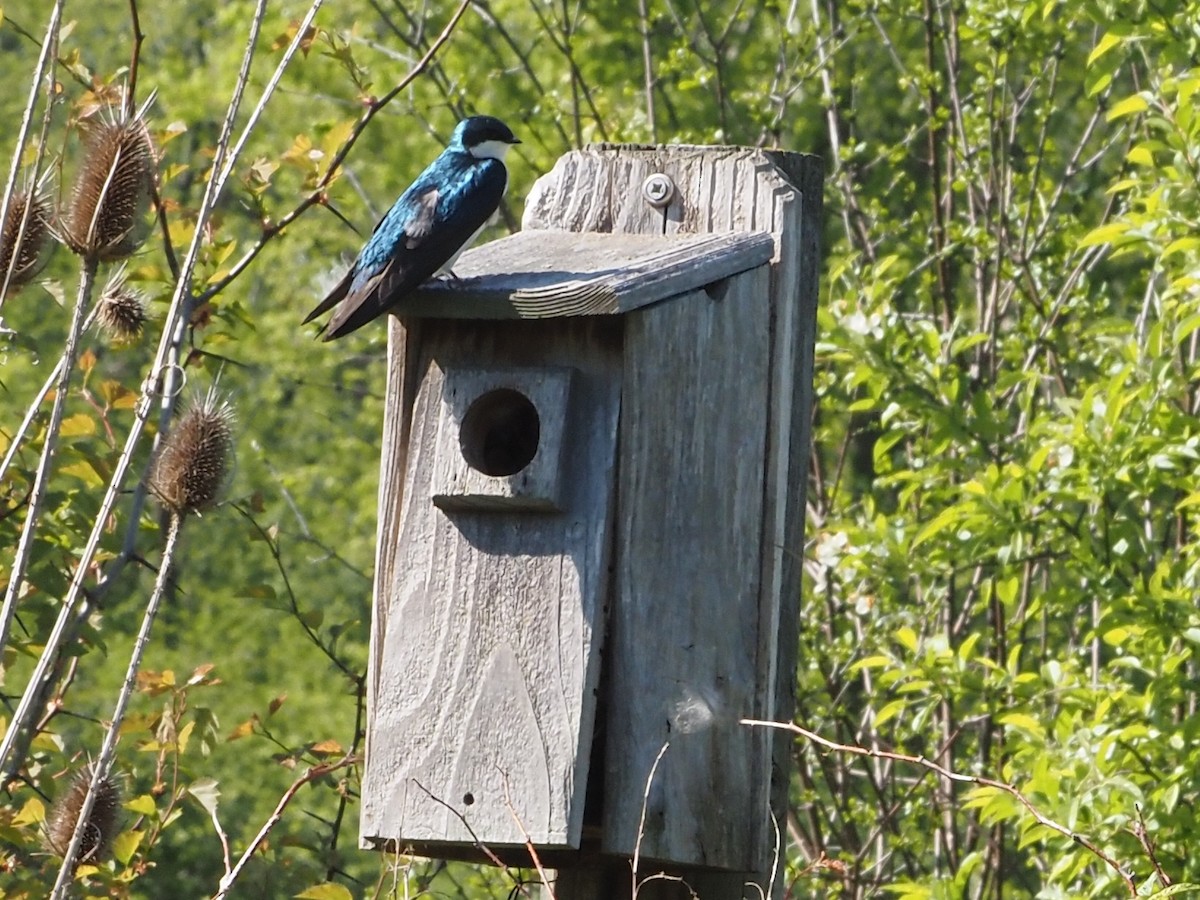 Tree Swallow - ML638318659