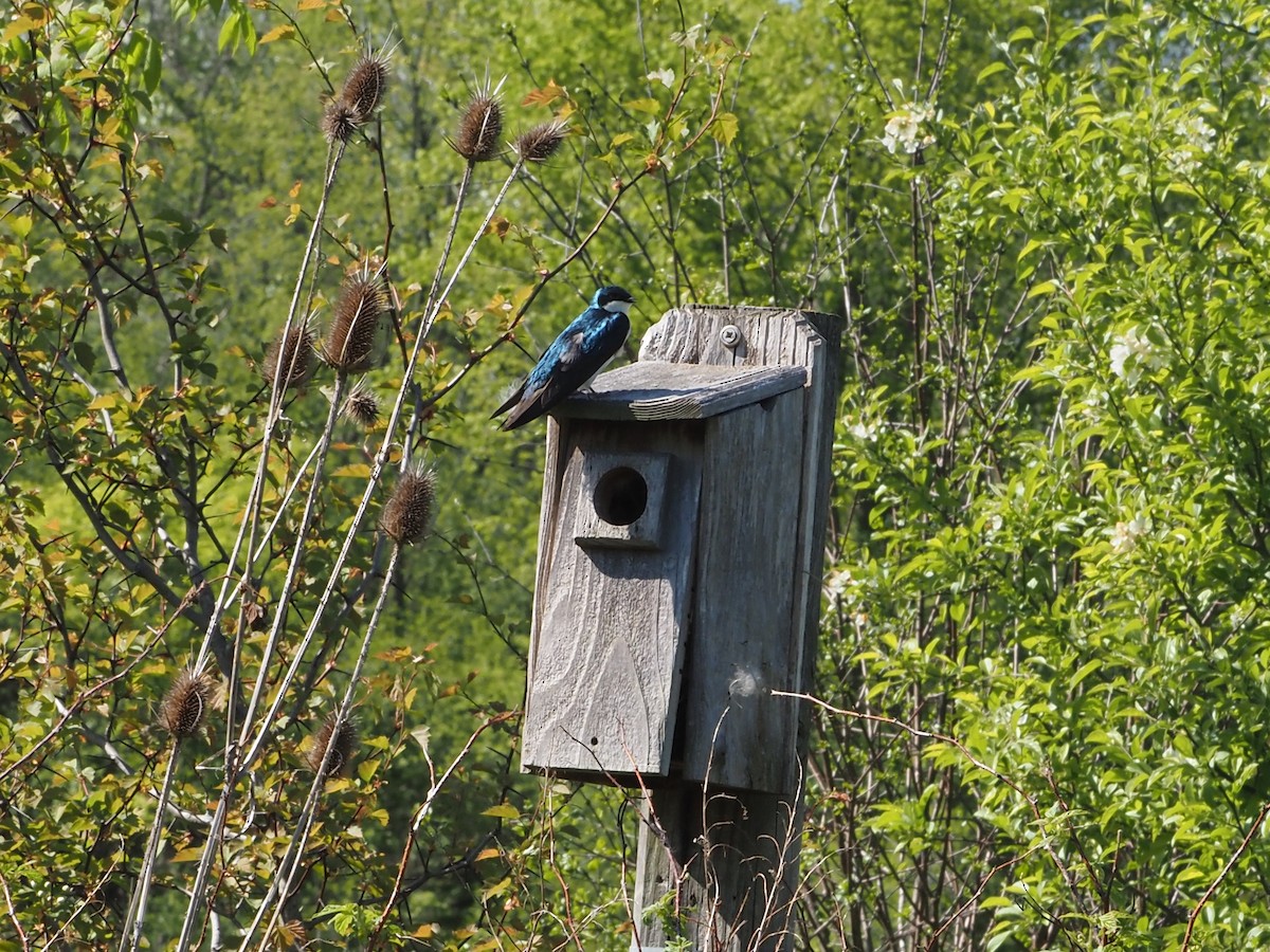 Tree Swallow - ML638318660
