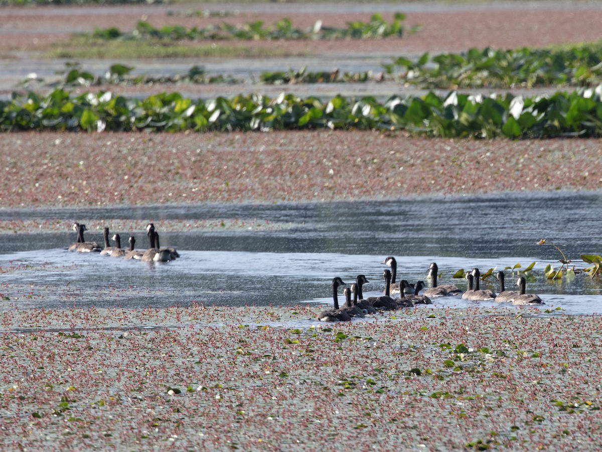 Canada Goose - ML638318673