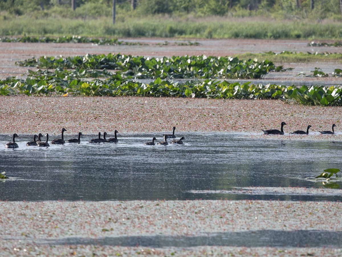 Canada Goose - ML638318674