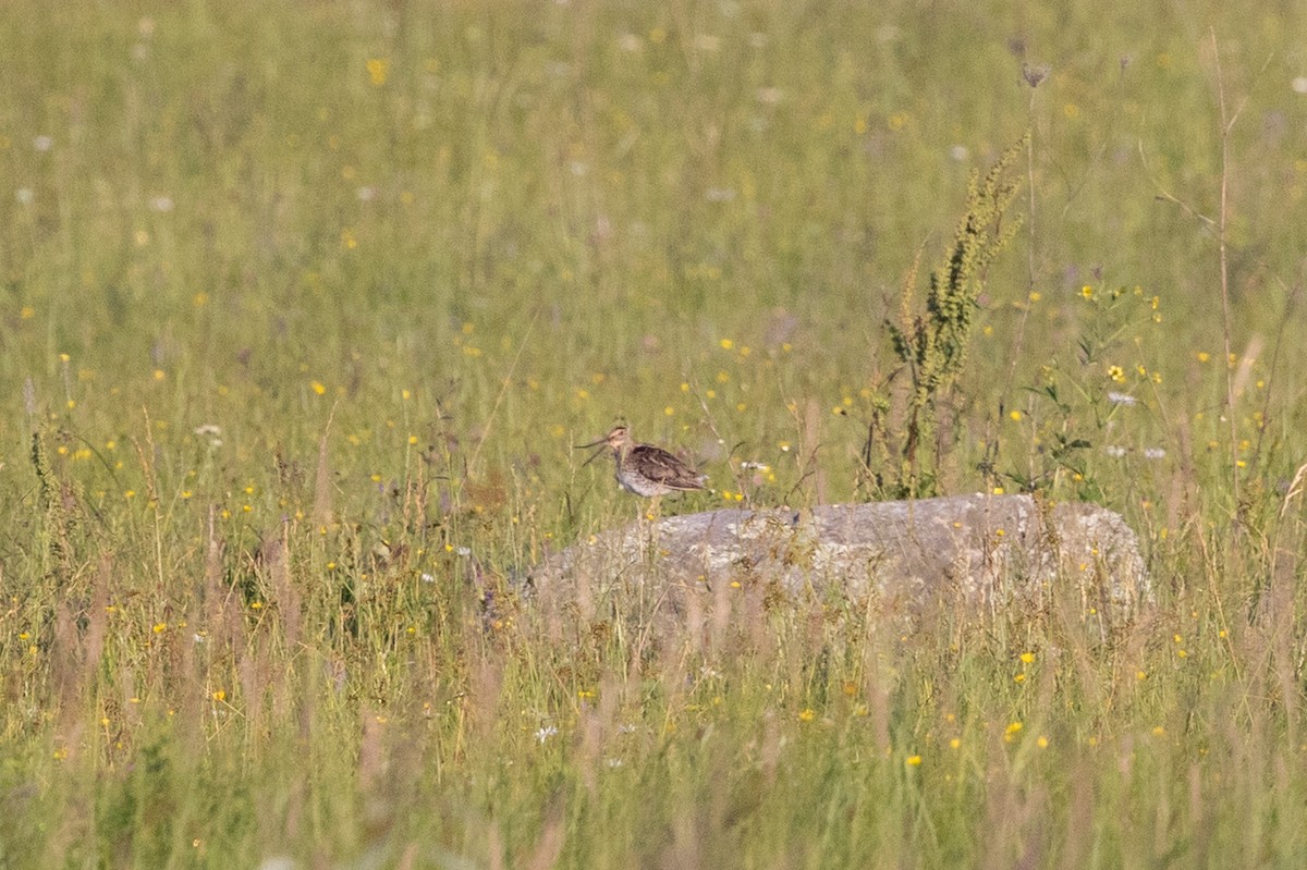 Wilson's Snipe - ML638318685