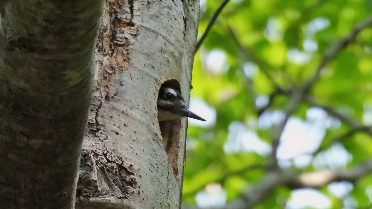 Hairy Woodpecker - ML638318710