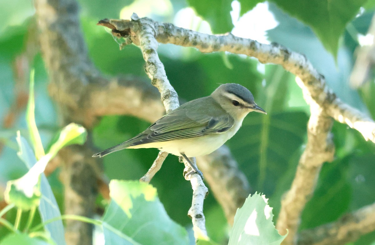 Rotaugenvireo - ML638318715