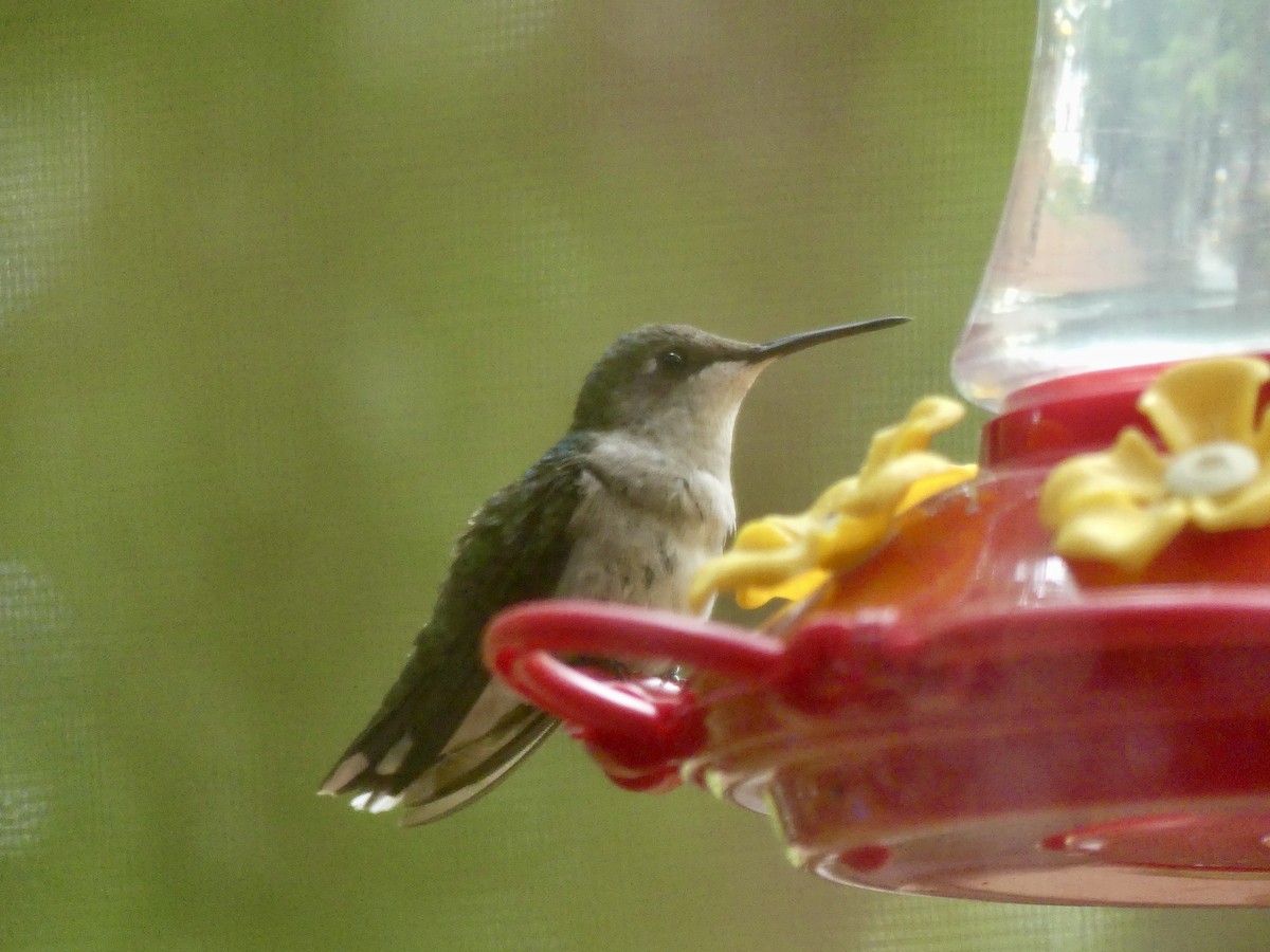 Ruby-throated Hummingbird - ML638318725