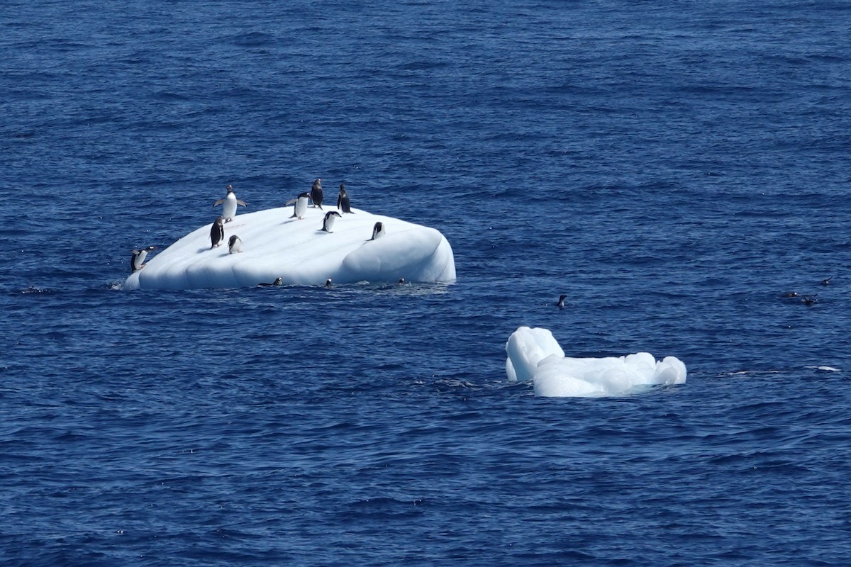 Gentoo Penguin - ML638318726