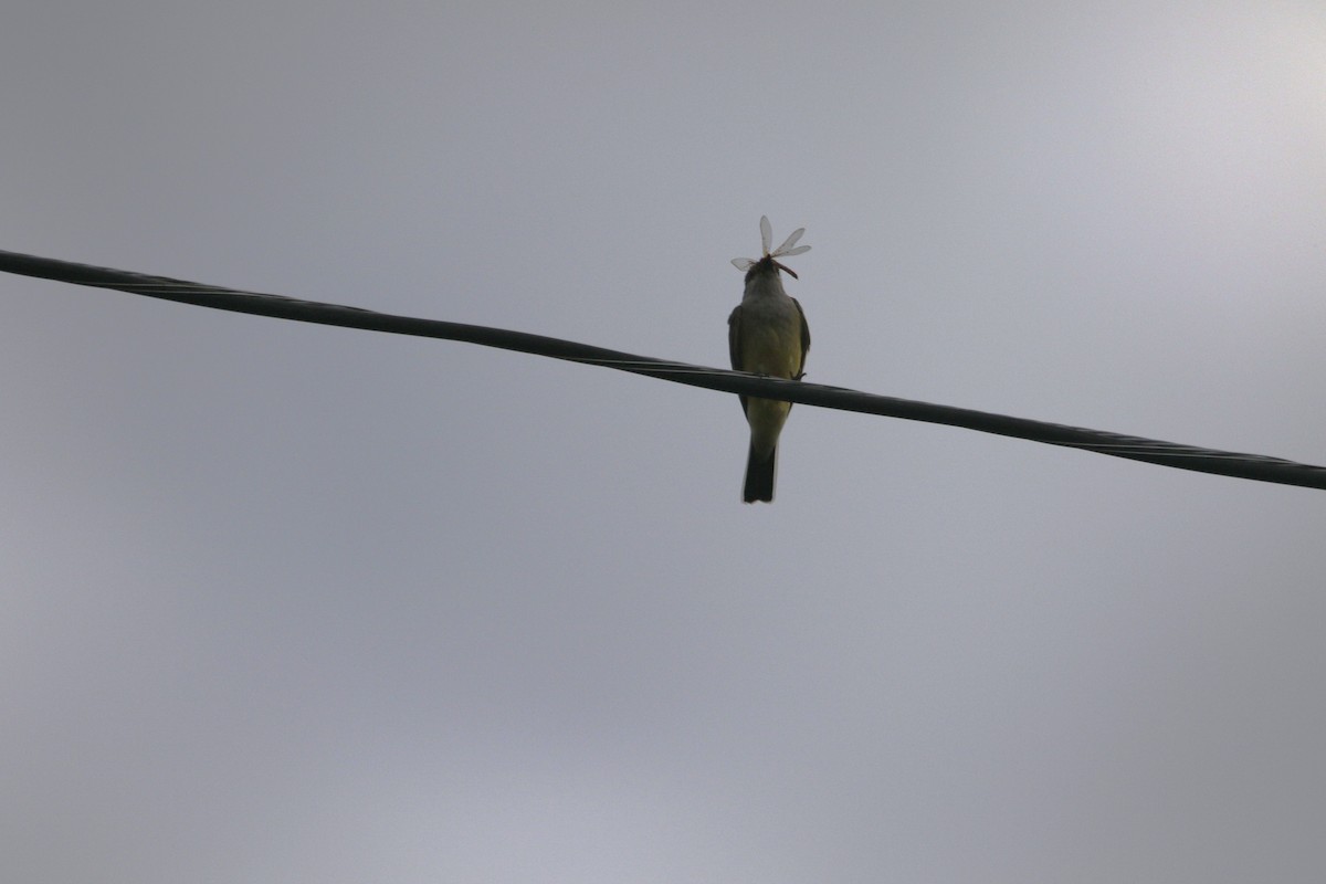 Western Kingbird - ML638318727