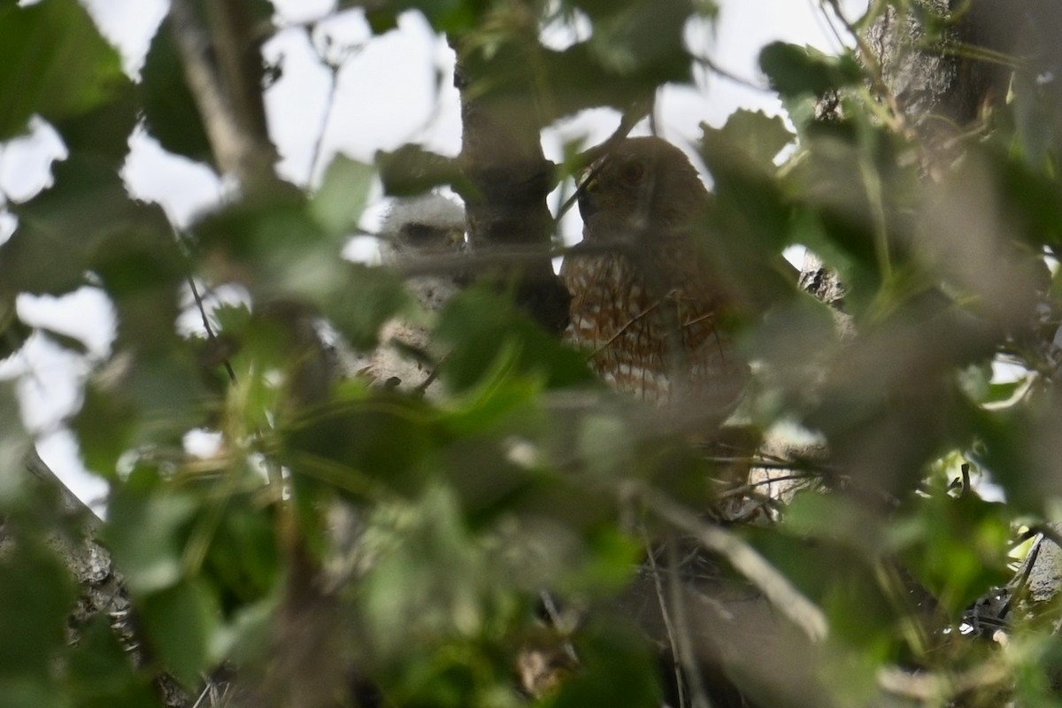 Cooper's Hawk - ML638318740