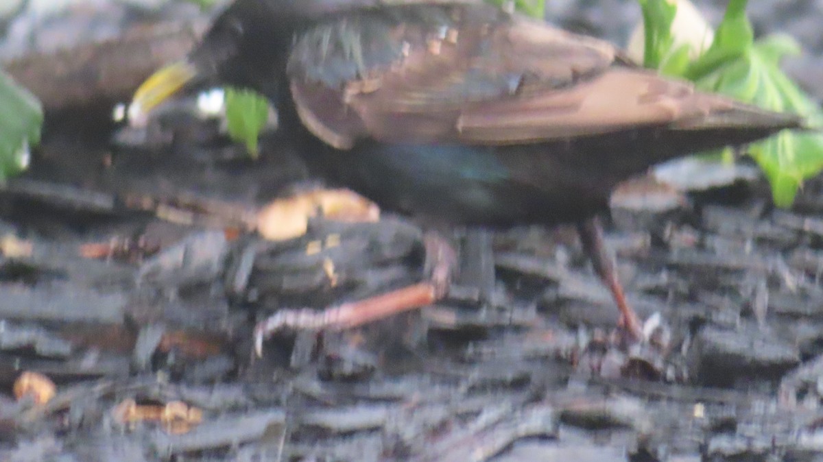 European Starling - ML638318744