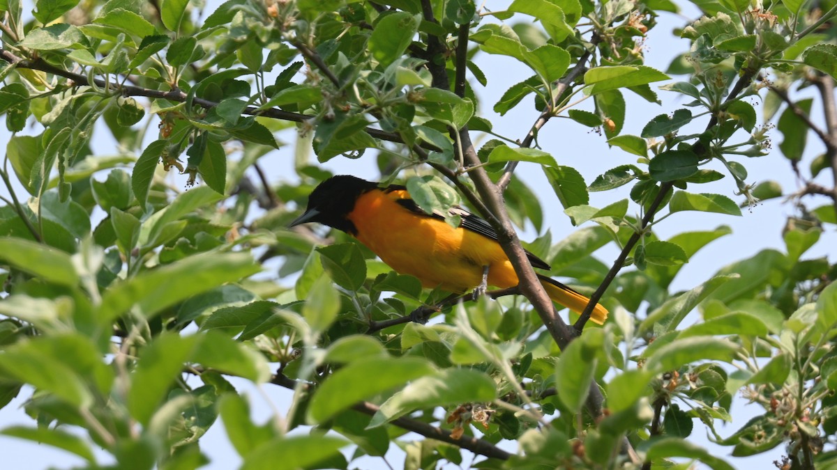 Baltimoretrupial - ML638318746