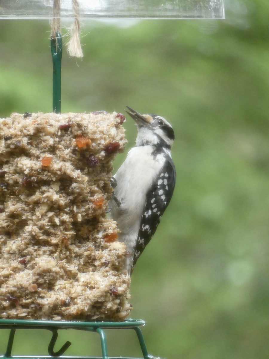 Hairy Woodpecker - ML638318748