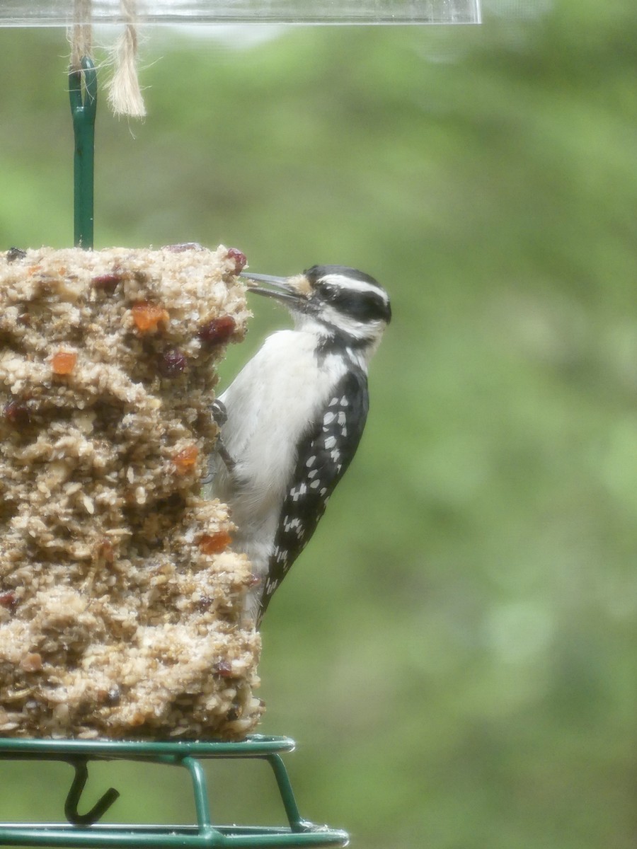Hairy Woodpecker - ML638318749