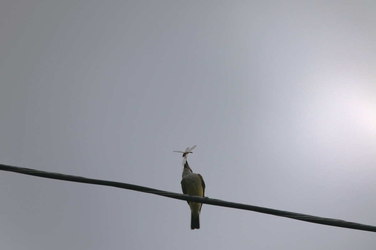 Western Kingbird - ML638318752